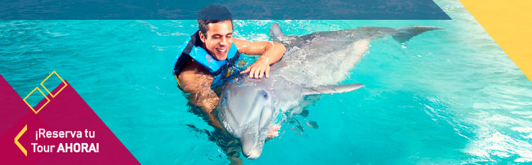 Swim with Dolphins Tour